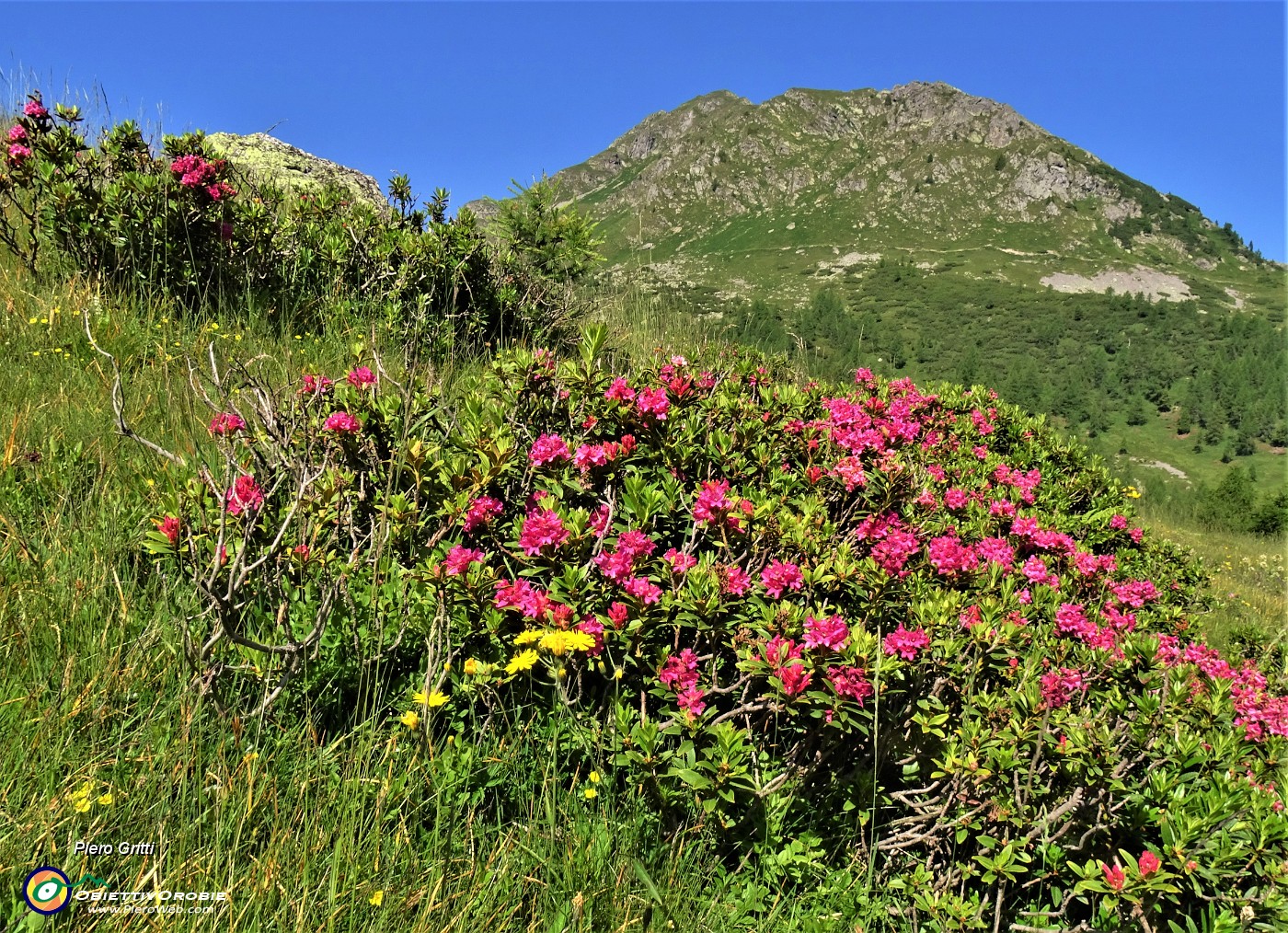 20 Rhododendron ferrugineum (Rododendro rosso) con vista sul Monte Ponteranica or..JPG